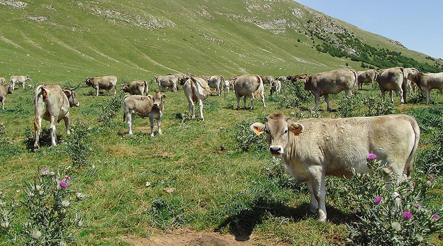 Ramat de vaques a la muntanya