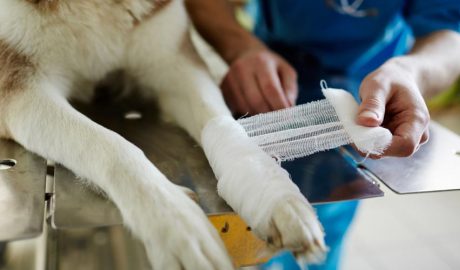 Un gossent curat a la pota esquerra