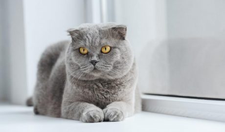 Un gat de raça Scottish Fold