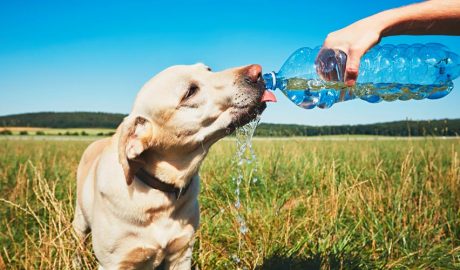 Un gos bevent aigua d'una ampolla