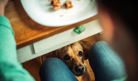 Un gos que demana menjar sota la taula
