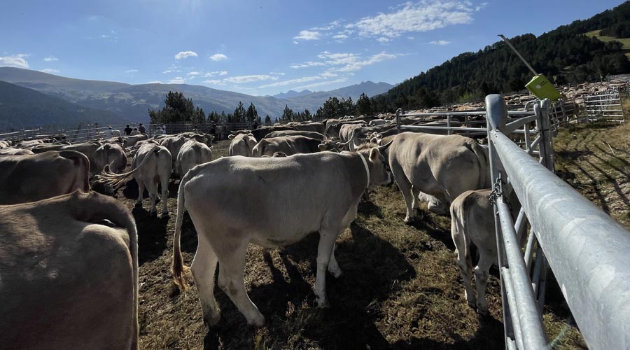 El típic acte del sanejament del bestiar a Canillo