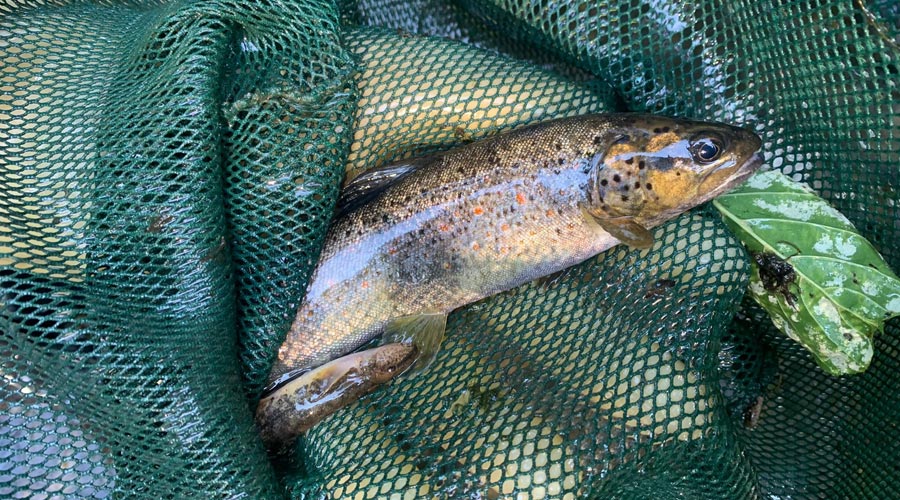 Una truita rescatada d'un riu per la sequera