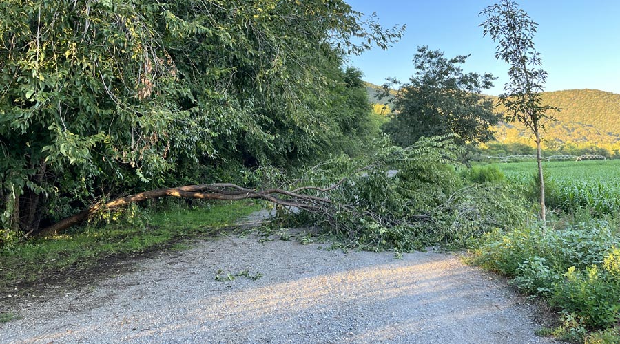 Arbre caigut per una tempesta a l'Alt Urgell