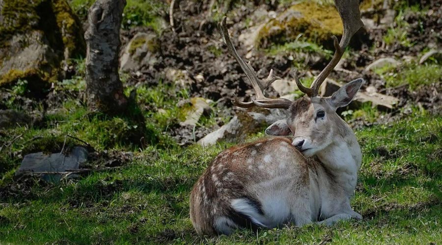 Brama del cérvol (Foto: MónNatura Pirineus)