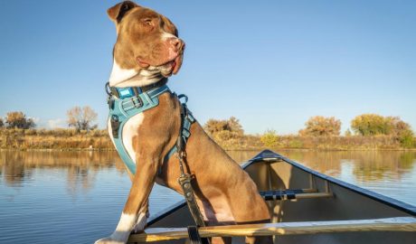 Un gos amb arnès dalt d'una barca