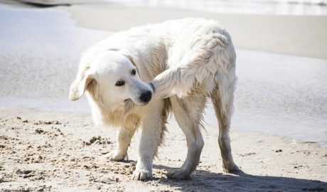 Un gos mossegant-se la cua