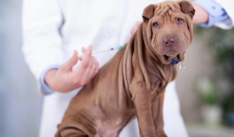 Un gos sent vacunat