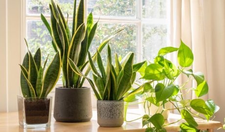 Plantes en torretes dins d'una casa