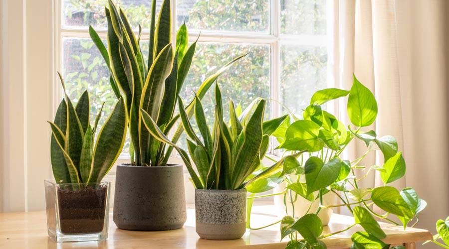 Plantes en torretes dins d'una casa