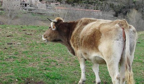Una vaca alimentada ecològicament