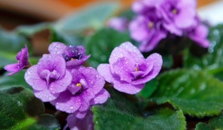 Una violeta africana