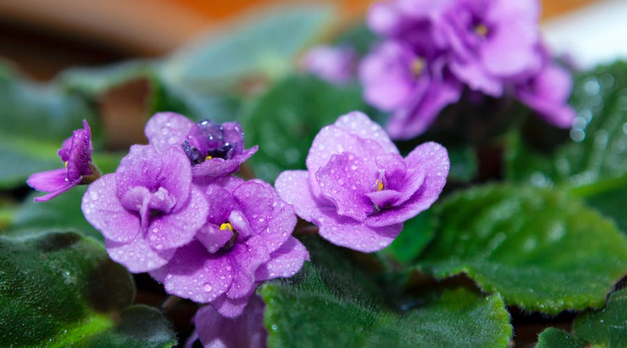 Una violeta africana