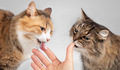 2 gats llepant els dits d'una persona