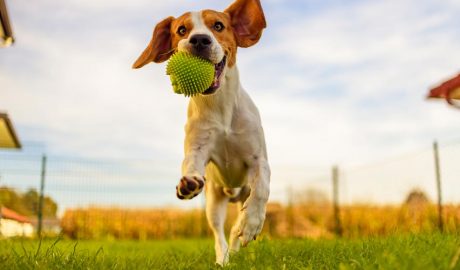 Un gos jugant amb una pilota de goma
