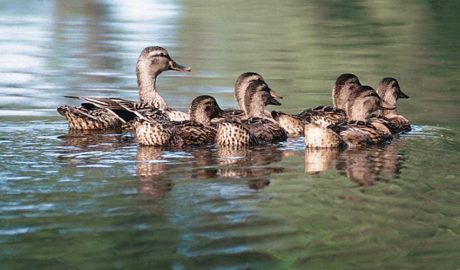 Ànecs al camí del riu, a l'Alt Penedès