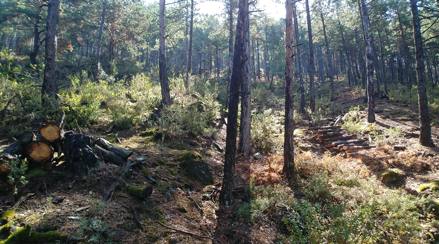 La finca de les Moreres, a la Seu d'Urgell