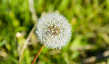 Una flor, de les anomenades "angelets"