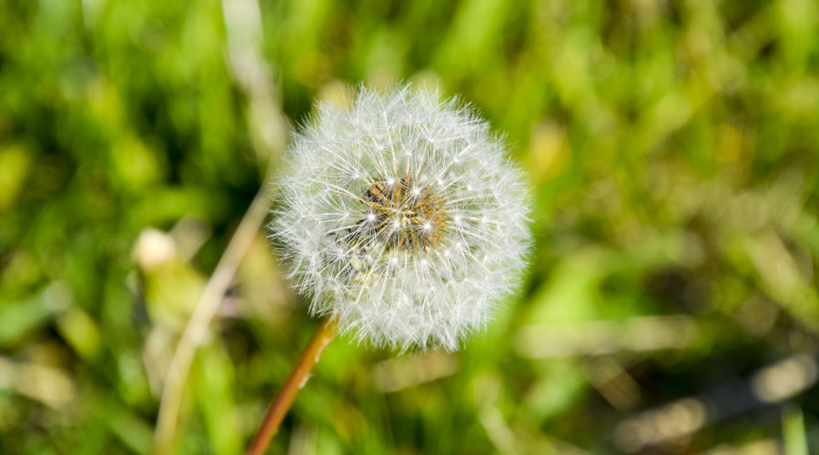 Una flor, de les anomenades "angelets"