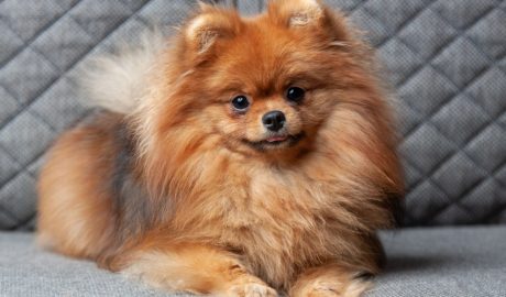 Un gos de la raça pomerània