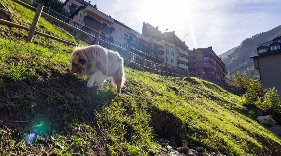 Parc de gossos de les Molleres