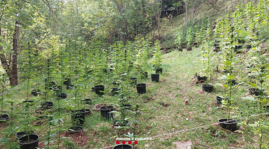 Una plantació de marihuana al bosc