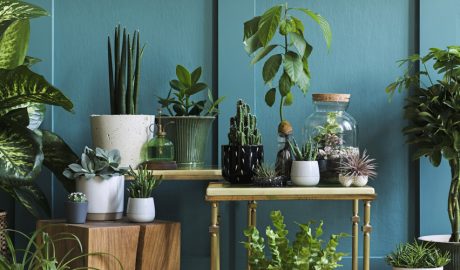 Plantes d'interior