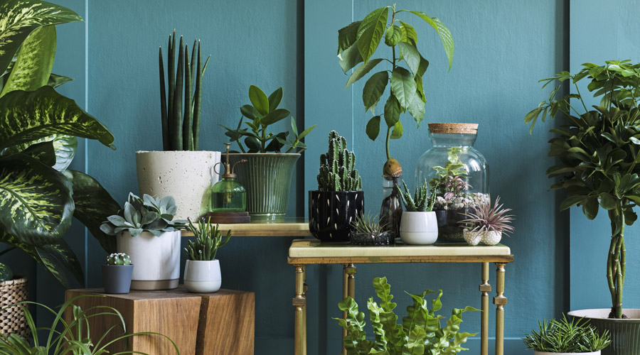 Plantes d'interior