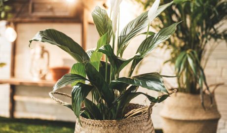 Plantes d'interior