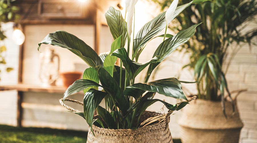 Plantes d'interior