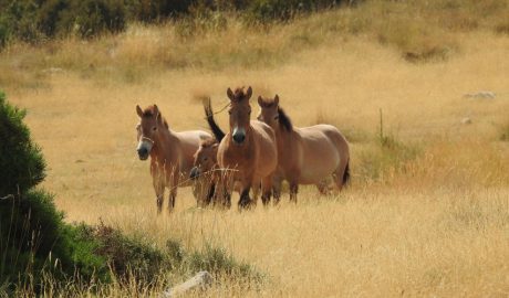 Un ramat de cavall Przewalski