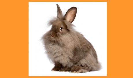 Un conill cap de lleó