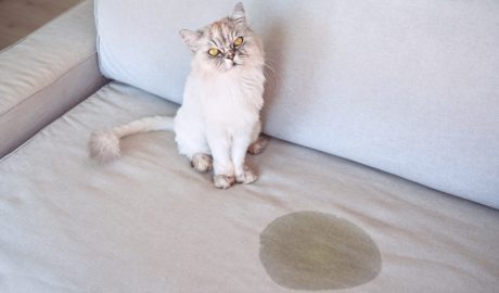 Un gat que ha fet pipí a la moqueta