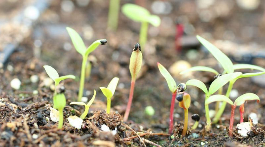 Llavors que ja han germinat