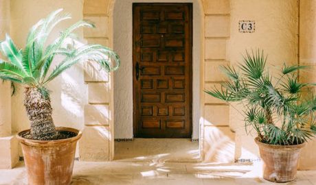 Dues palmeres de diferent espècie