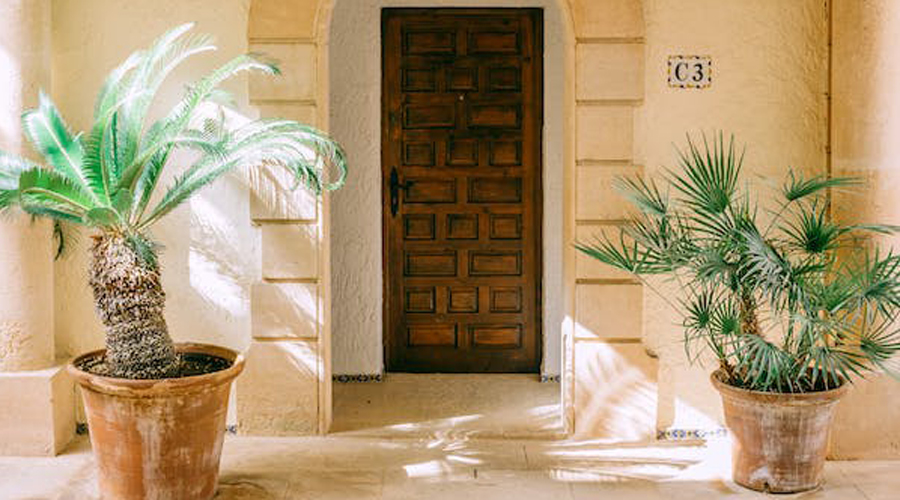 Dues palmeres de diferent espècie