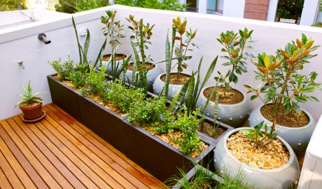 Diverses plantes en una terrassa