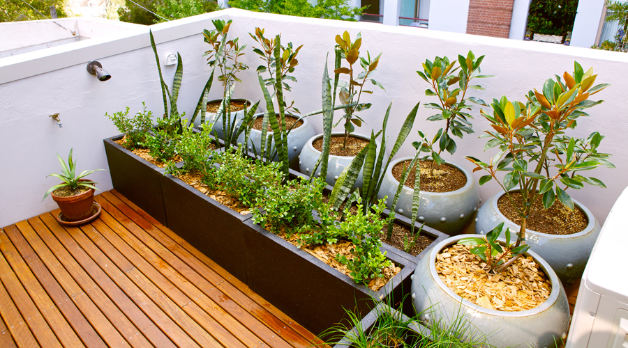 Diverses plantes en una terrassa