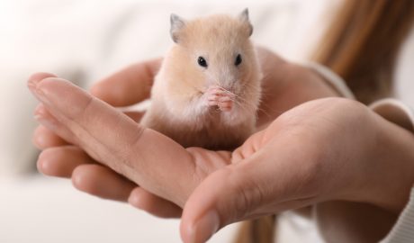 Un hàmster