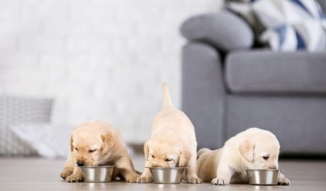 Tres cadells de gos menjant