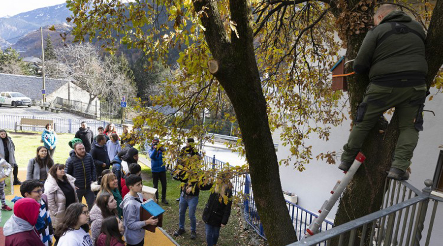 Instal·len caixes niu als arbres a Santa Coloma
