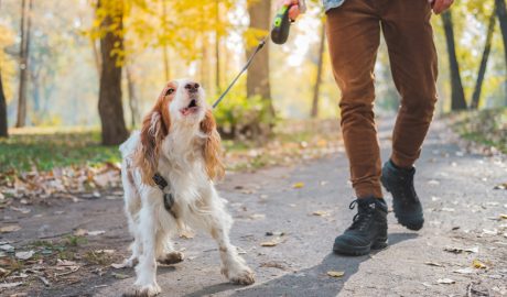 Un gos bordant mentre el passegen
