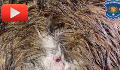 Vídeo penjat a Twitter pel Cos de Banders denunciant la mort d'un isard per un caçador furtiu