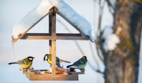 Ocells menjant en una menjadora a l'hivern