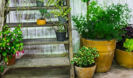 Plantes d'exterior en una terrassa