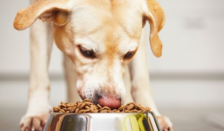 Un gos menjant