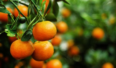 Un mandariner amb moltes mandarines