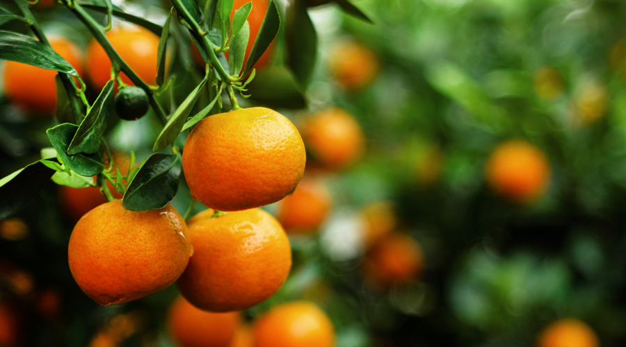 Un mandariner amb moltes mandarines