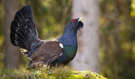 Un exemplar de gall fer