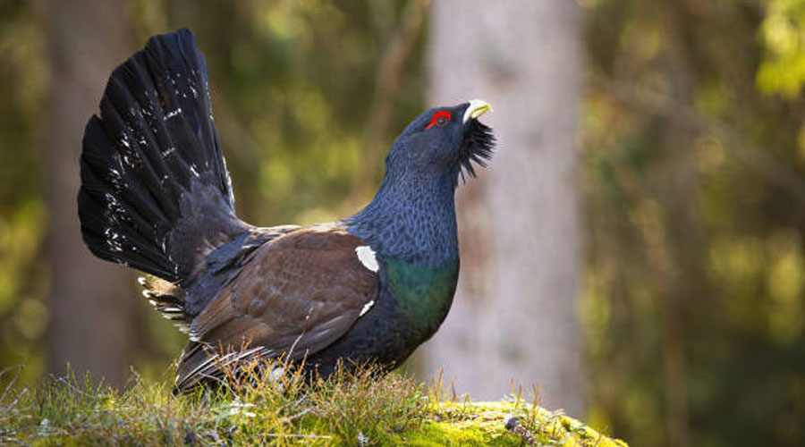 Un exemplar de gall fer